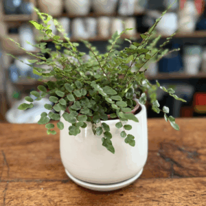 Maceta blanca oval lisa