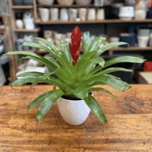 Bromelia