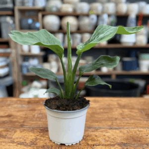 Strelitzia