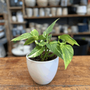 Pothus
