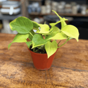 Pothus lemon