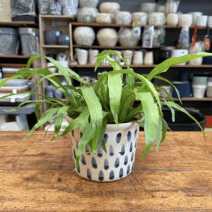 Asplenium (liso)