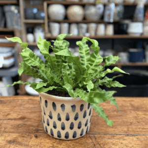Asplenium (crispy)