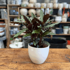 Calathea lancifolia