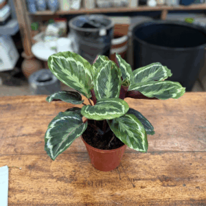 Calathea