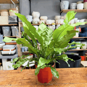 Asplenium