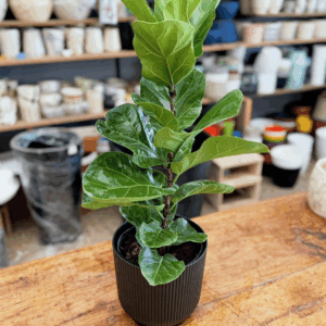 Ficus pandurata