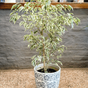 Ficus Benjamina blanco