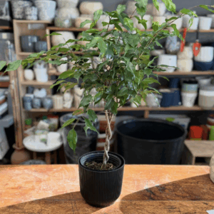 Ficus Benjamina trenzado