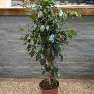Ficus Benjamina