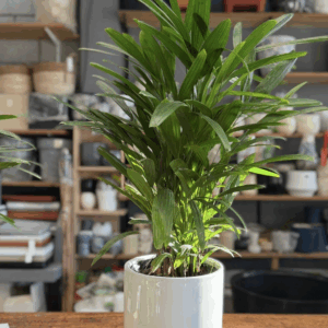 Raphis excelsa