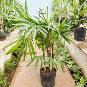 Raphis excelsa