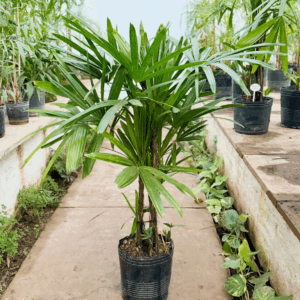 Raphis excelsa