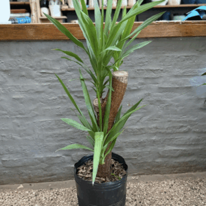 Yucca