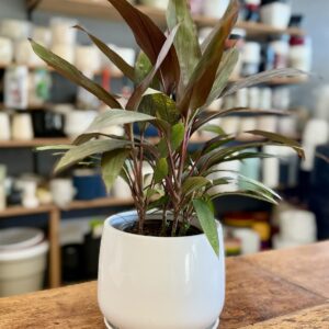 Maceta blanca oval lisa